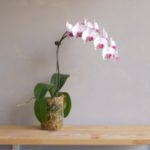 Braziliaanse Orchidee