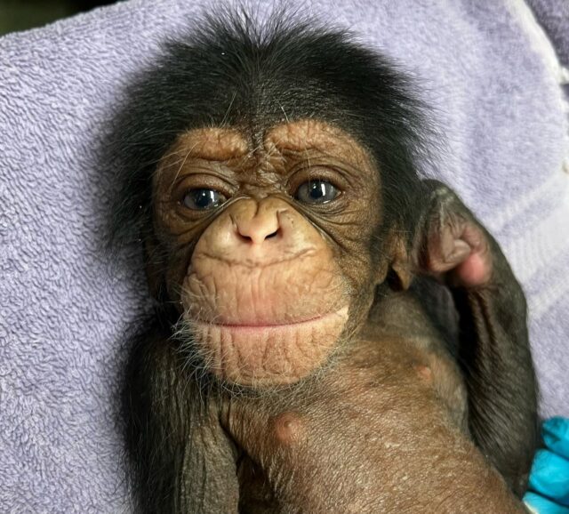 Pasgeboren chimpansee