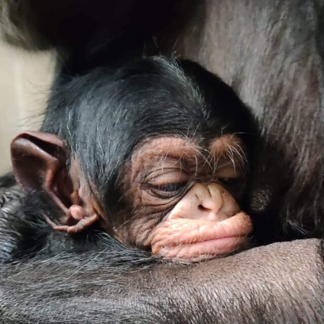 Chimpansee baby herenigd met moeder