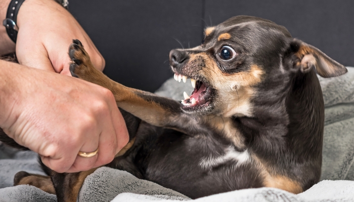Angstagressie bij honden