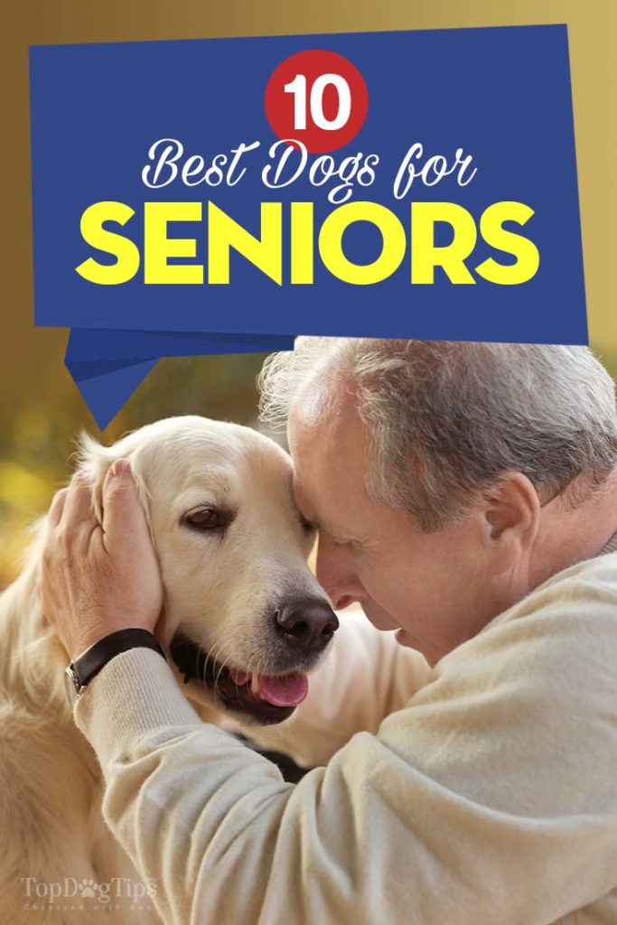 De beste honden voor senioren en ouderen