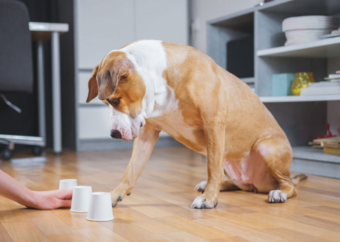 hoe het temperament van de hond te controleren met puppy geschiktheidstest temperament checklist