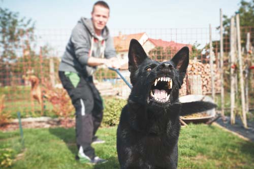 agressieve hond die aanvalt