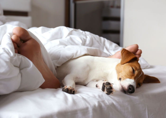 voordelen van honden die in bed slapen met huisdiereffect