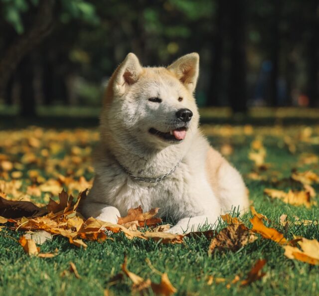 Akita Beste rauw hondenvoer