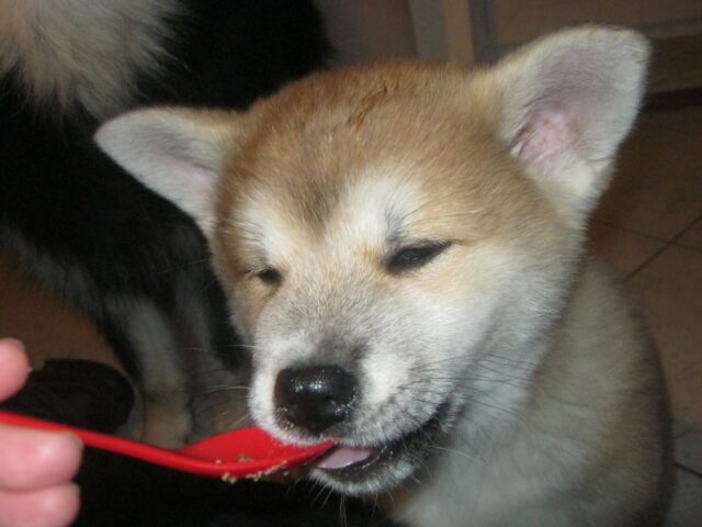 Akita eet het beste rauwe hondenvoer.