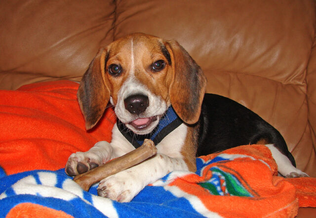 Beagle eet het beste rauwe hondenvoer.