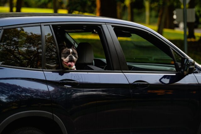 Franse Bulldog rijden in de auto