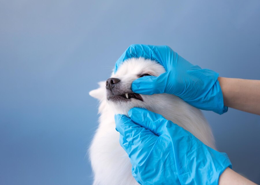 Hond Tandvleesontsteking Home Remedies dierenarts controleert tanden