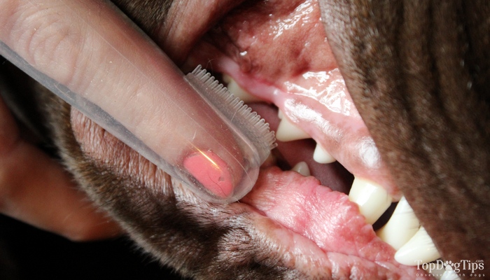 Hoe de beste tandenborstel voor honden te kiezen