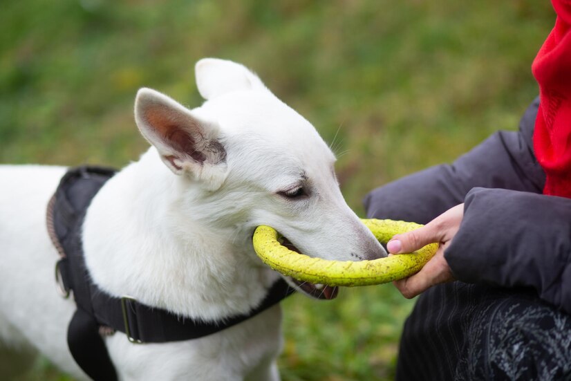 Hond Gum Infectie Home Remedies kauwen hard speelgoed