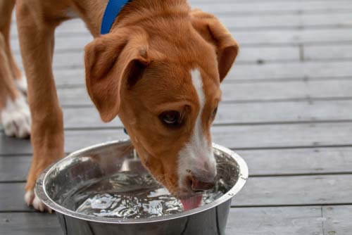 hond die uit waterbak drinkt