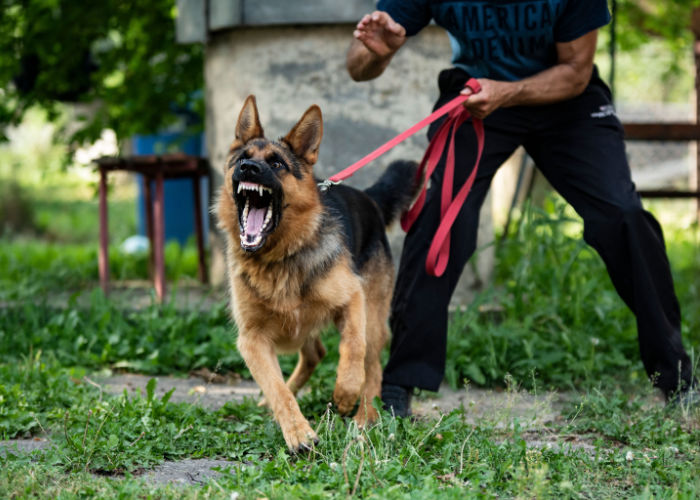 tekenen van overbeschermende agressieve honden