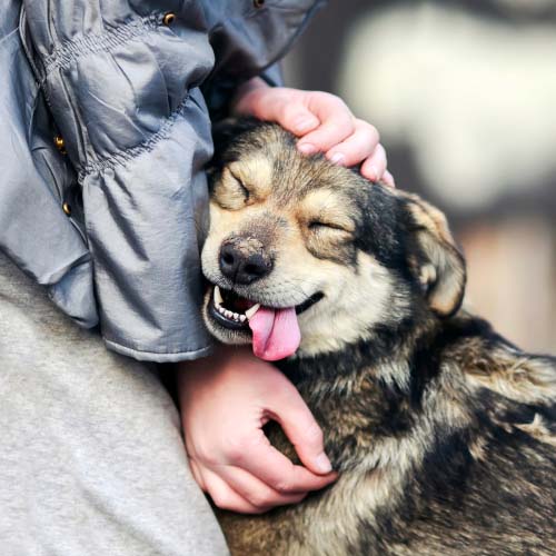 Knuffelt een hond en toont genegenheid