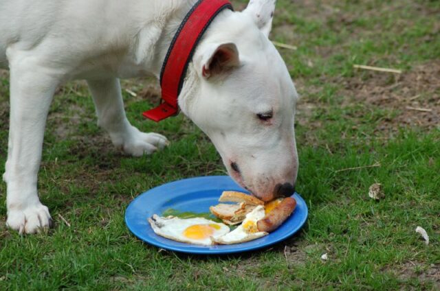 Bull Terrier eet het beste rauwe hondenvoer.