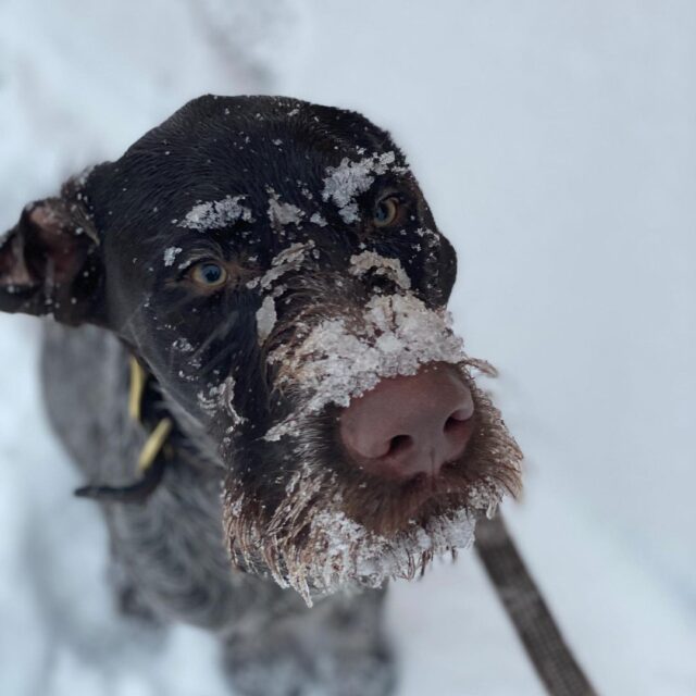 Hond bedekt met sneeuw