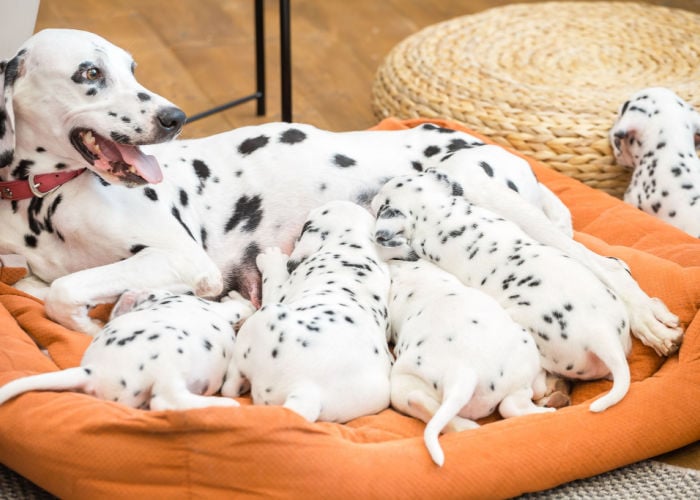 Dalmatische-moeder-zogende-puppy's