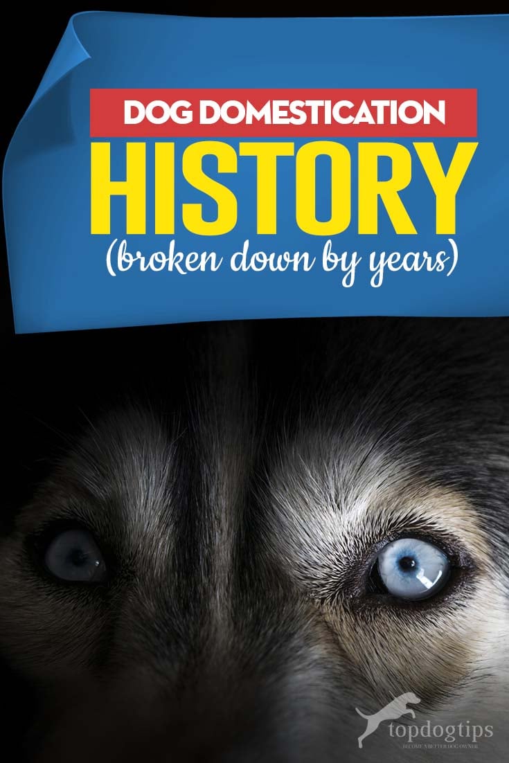 De geschiedenis van de hondendomesticatie (in jaren)