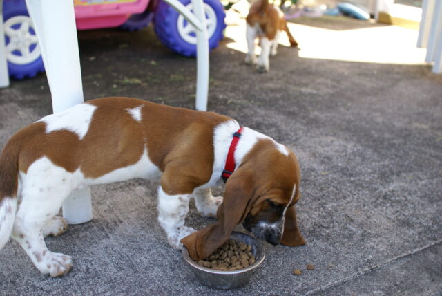 Basset Hound eet het beste rauwe hondenvoer.