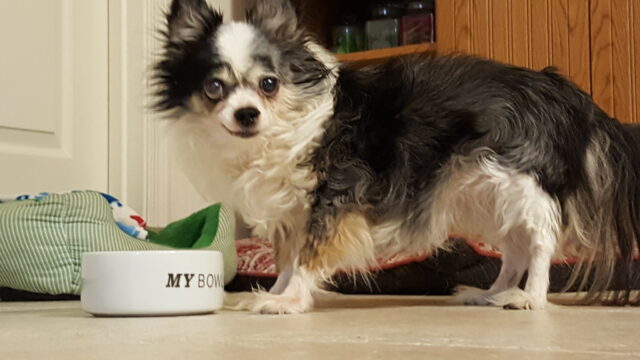 Chihuahua eet het beste rauwe hondenvoer.