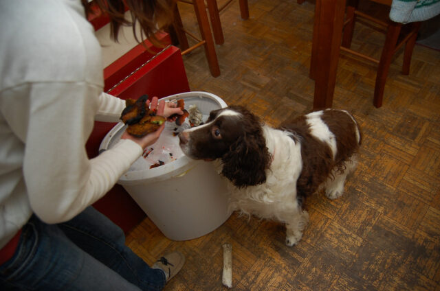 Engelse Springer Spaniel eet het beste rauwe hondenvoer.