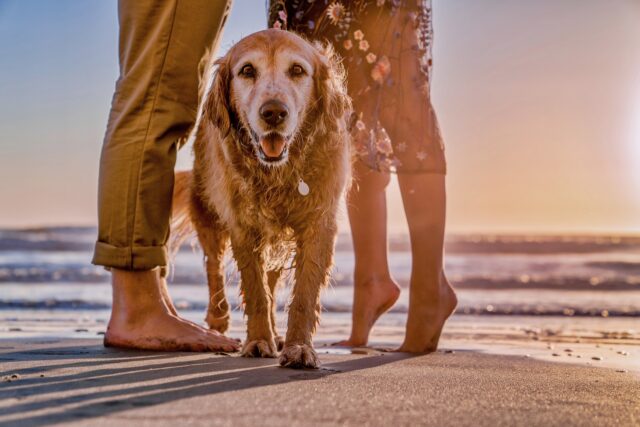 Clingy Golden Retriever hond op strand