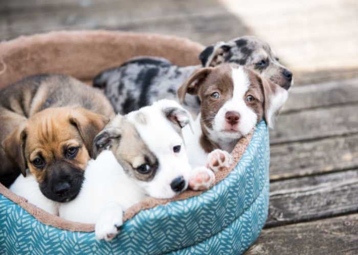 Puppy-Nest-ineengedoken-in-puppy-bed