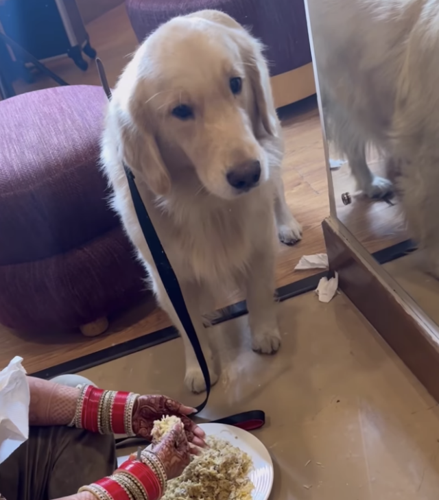 Hond geniet van speciale maaltijd