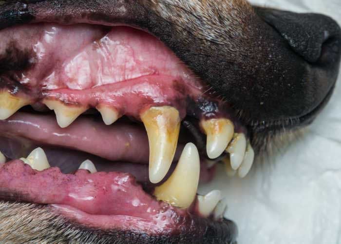 Ongezond tandvlees bij honden