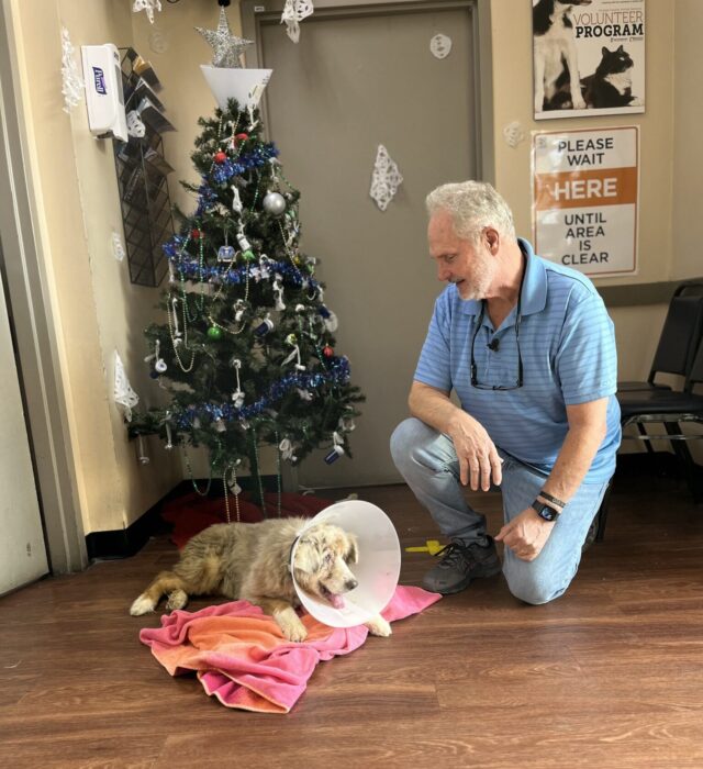 Hond en eigenaar bij kerstboom
