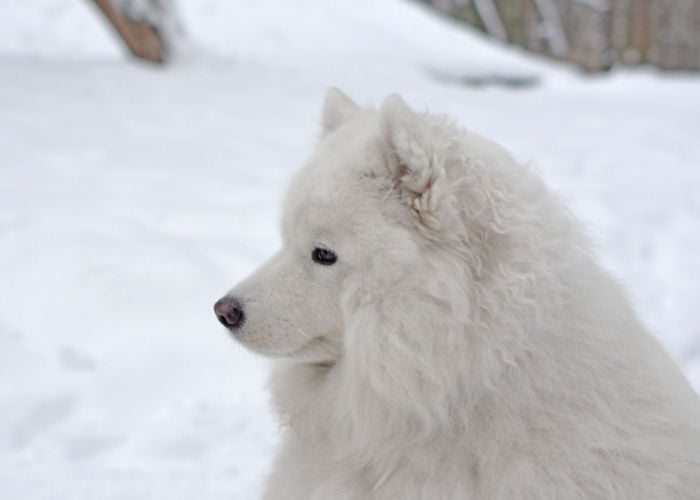 Sneeuwneus bij honden
