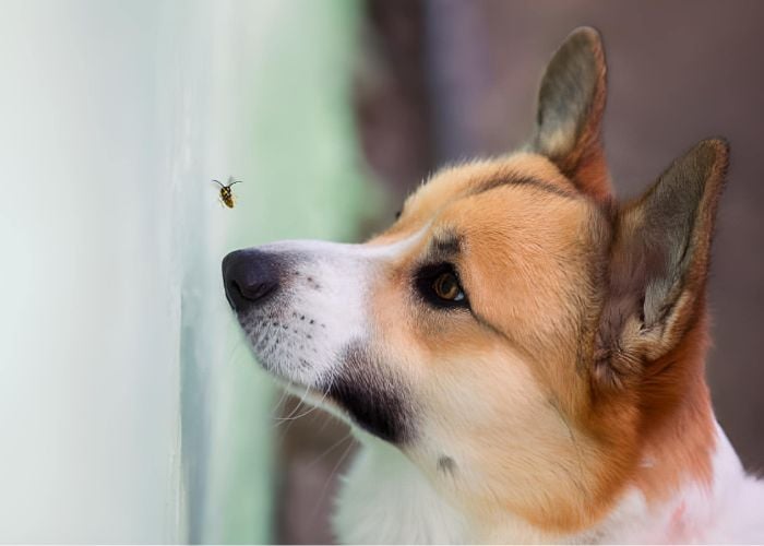 bijensteek op honden