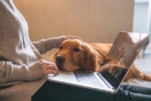 Wat is er mis met mijn hond - De 5 beste symptoomcheckers online