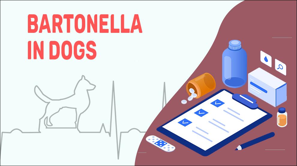 Bartonella bij honden