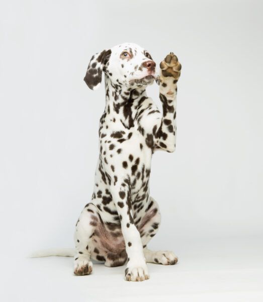 Een Dalmatische hond die zijn poot opheft