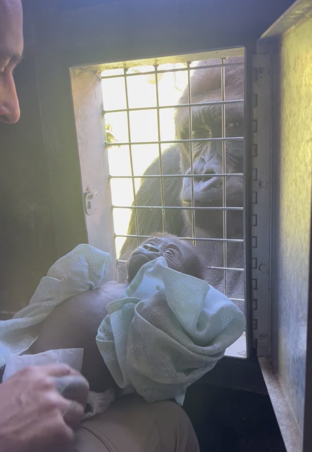 Moeder gorilla ontmoet baby