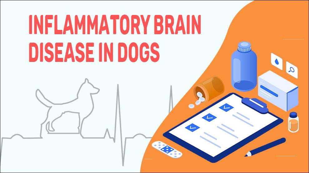 Inflammatoire hersenziekte bij honden