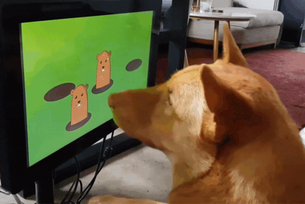 Interactieve videogames kunnen helpen om asielhonden gelukkig te houden & Senior Minds Sharp
