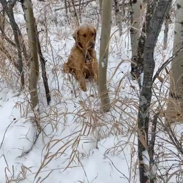 Hond verloren tijdens sneeuwstorm