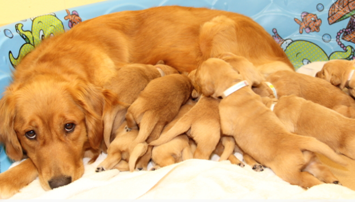 moederschap gekenmerkte borstvoeding pups