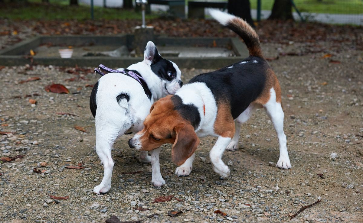 Franse bulldog en beagle begroeten elkaar door peuken te snuiven in park