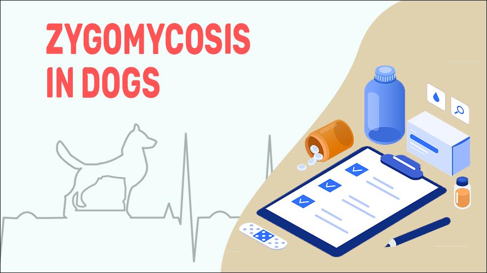 Zygomycose bij honden
