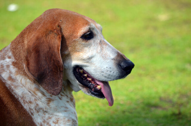 Amerikaans Engels Coonhound op beste hondenmand