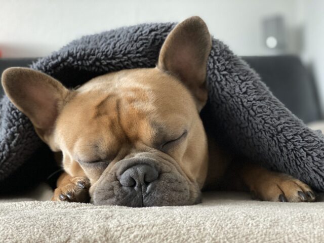 Franse Bulldog slapen op de beste hondenmand