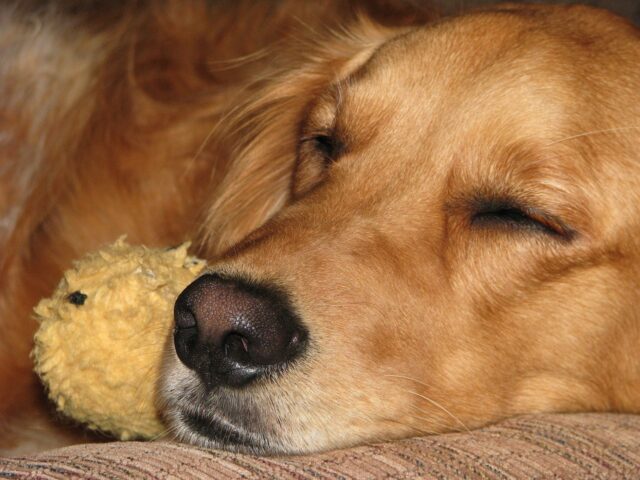 Golden Retriever slaapt op de beste hondenmand