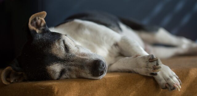 Jack Russell slaapt op de beste hondenmand 