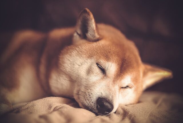 Shiba Inu slaapt op de beste hondenmand