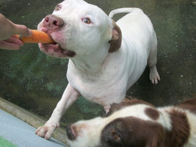 Pitbull eet het beste rauwe hondenvoer.