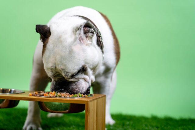 Bulldog eet vers hondenvoer