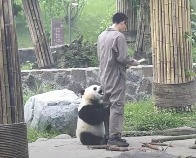Panda kauwen op dierenverzorgerskleren